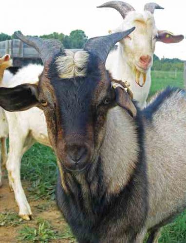 How to Get Rid of Your Dairy Goat Bucks